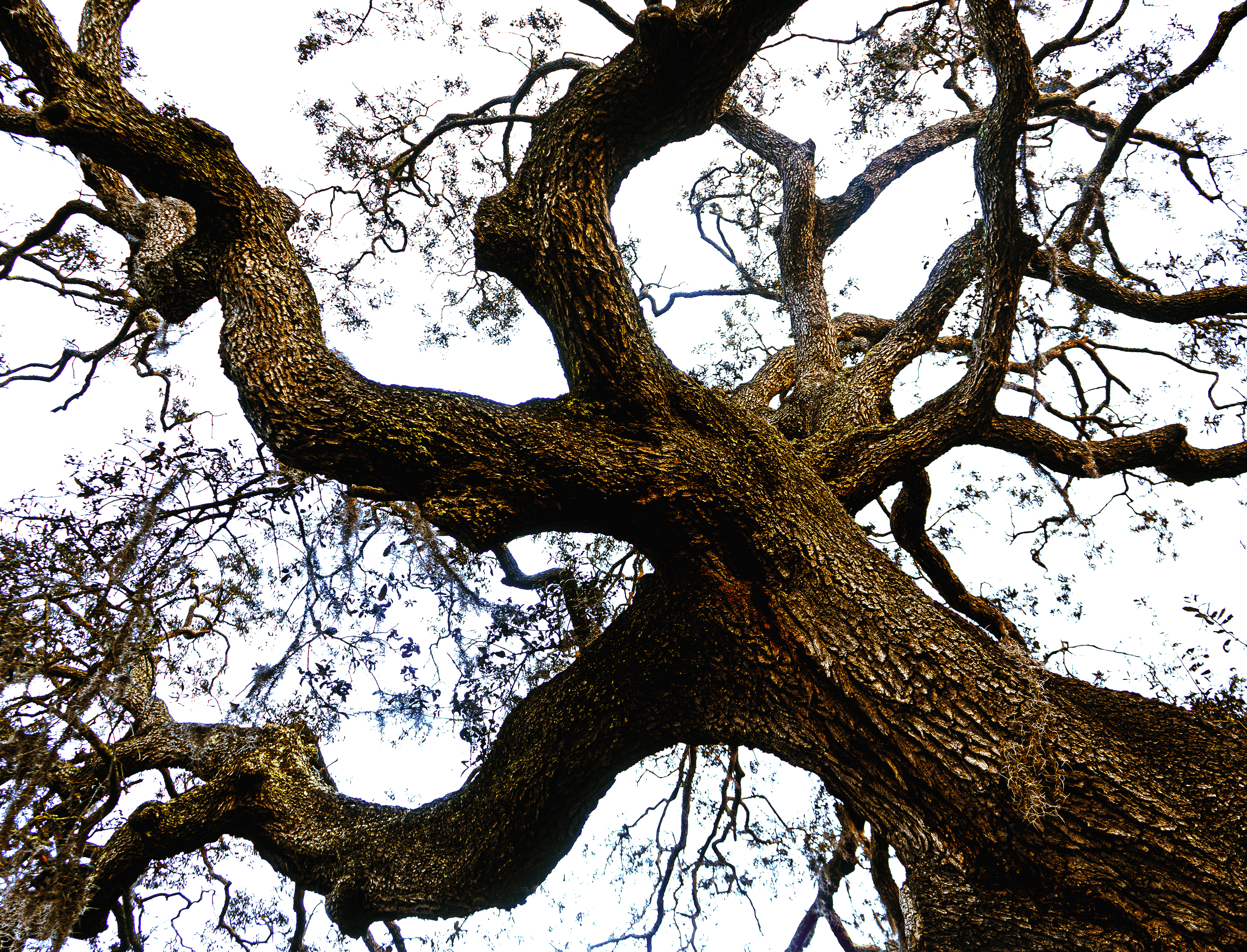 An image of an elaborately branched oak tree in Tampa, FL
