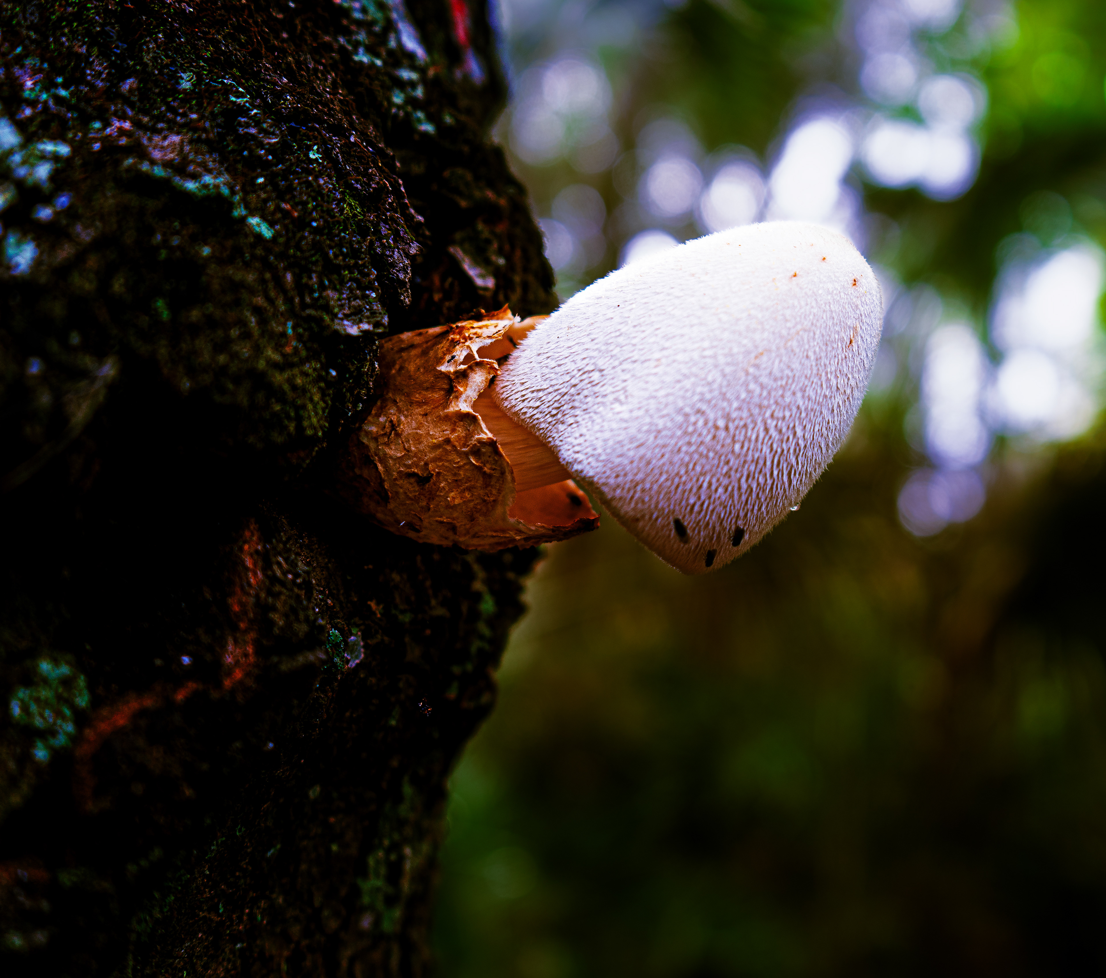 A toadstool fruiting body sprouting out from a tree along the Hillsborough River during the spring season in Florida
