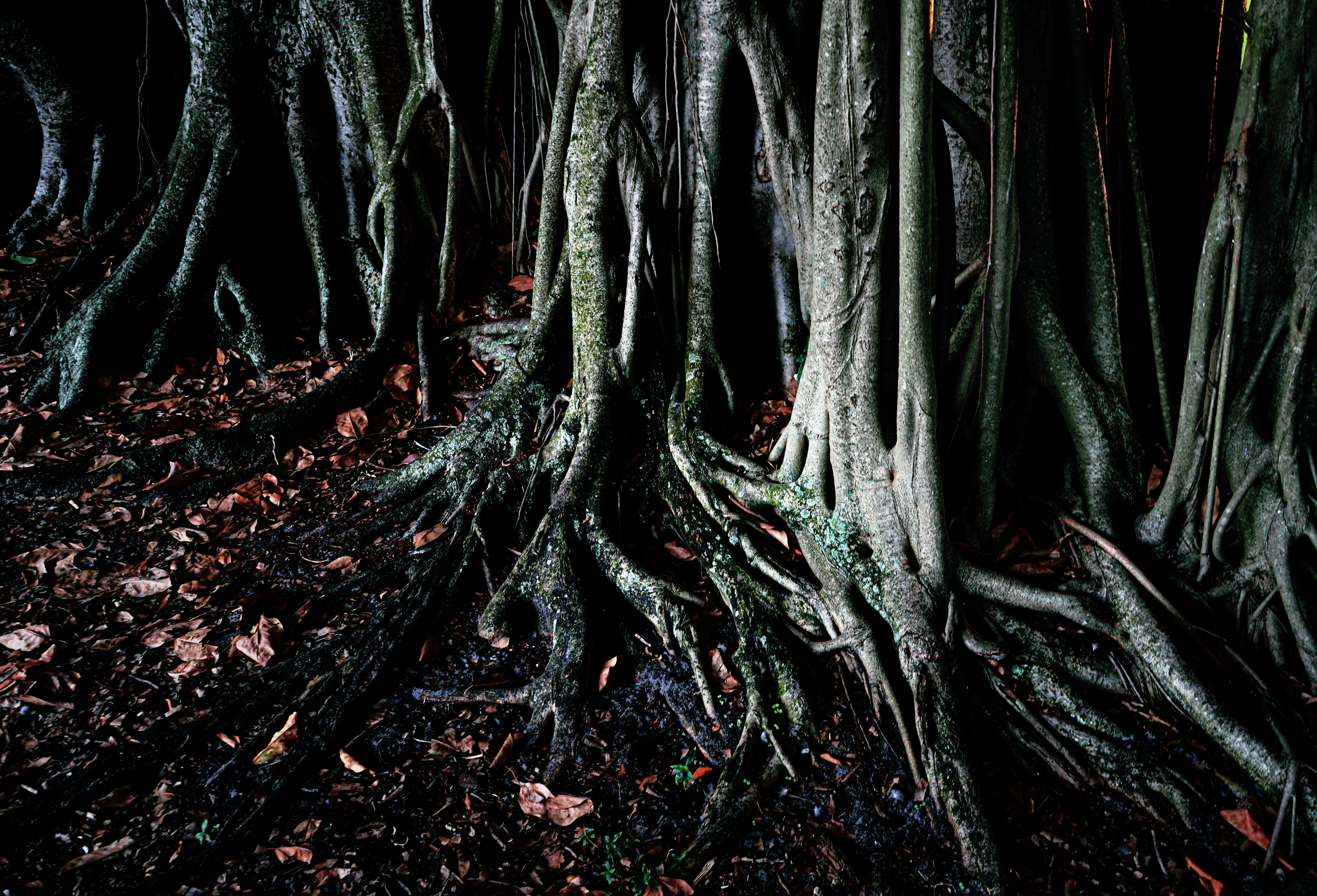 Banyan Tree roots in St. Petersburg, FL
