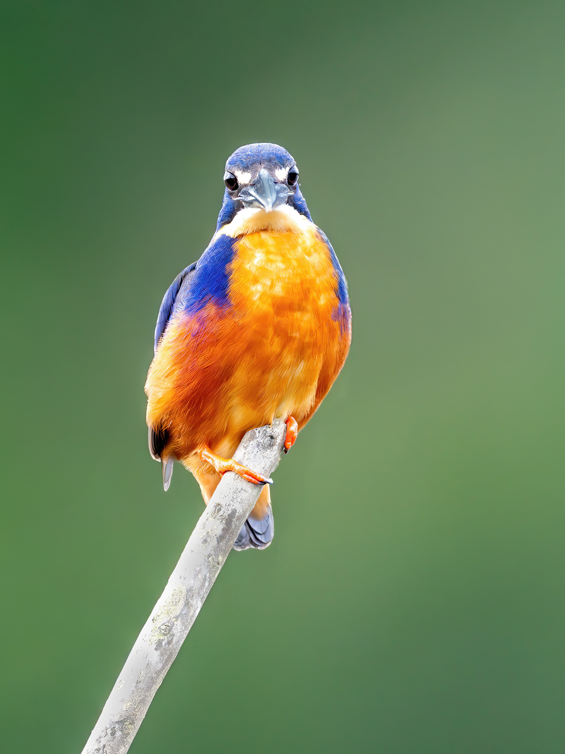 Azure Kingfisher