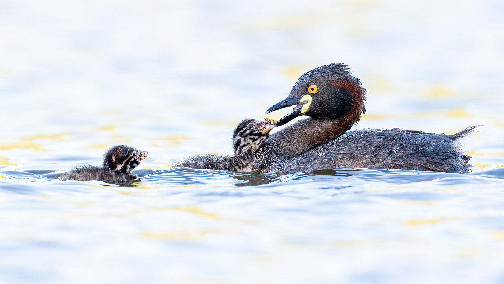 Australasian Grebe