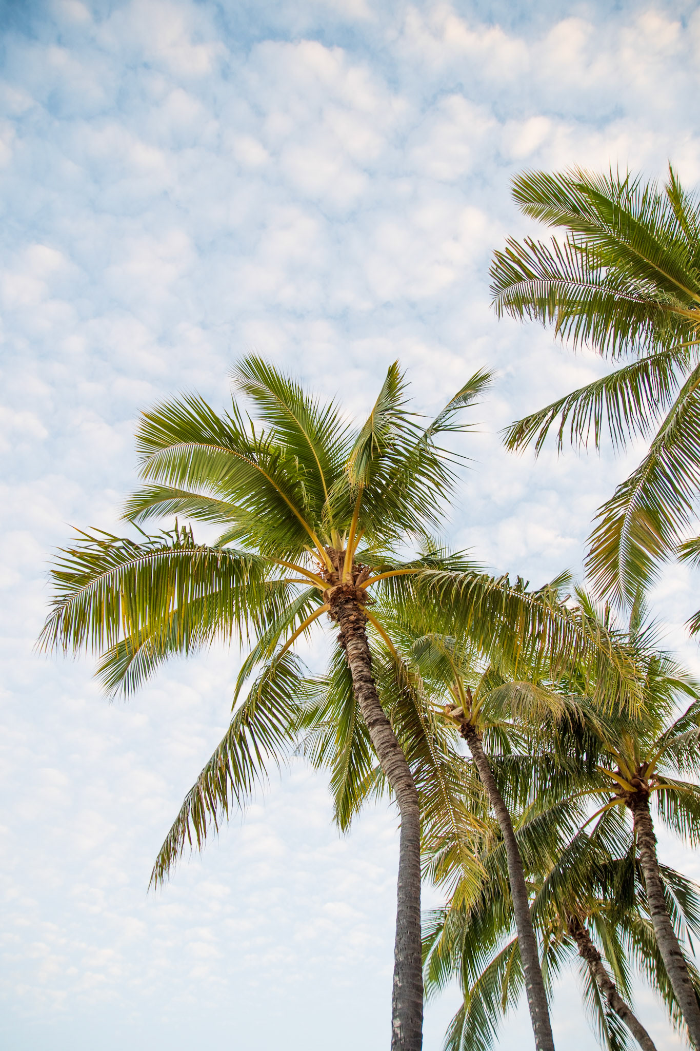 Oahu