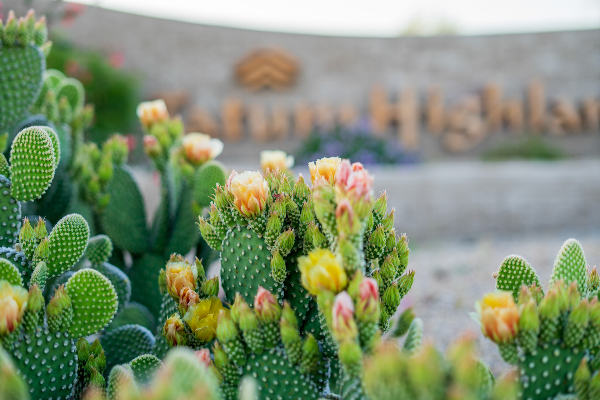 Tatum Highlands (Phoenix, AZ)