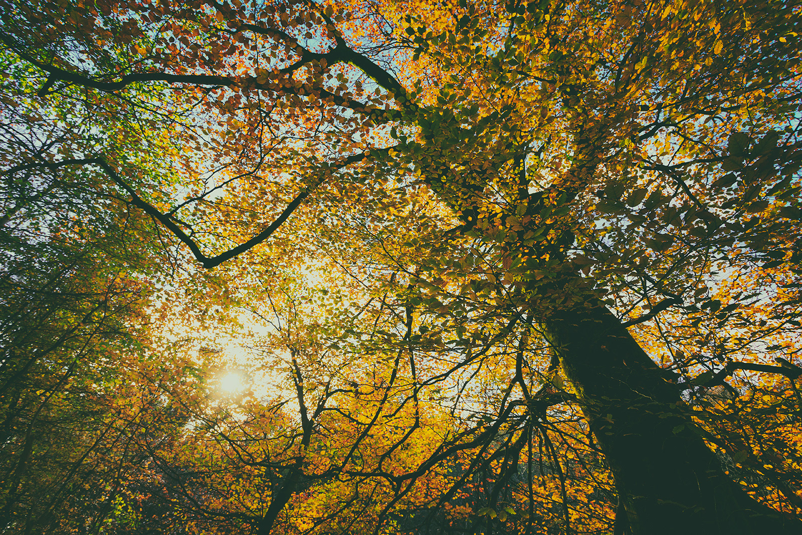AUTUMNAL CANOPY