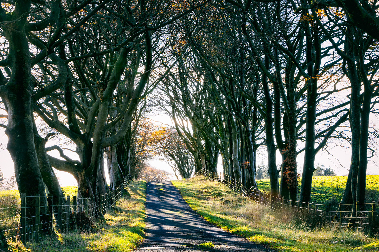 TALL HEDGES