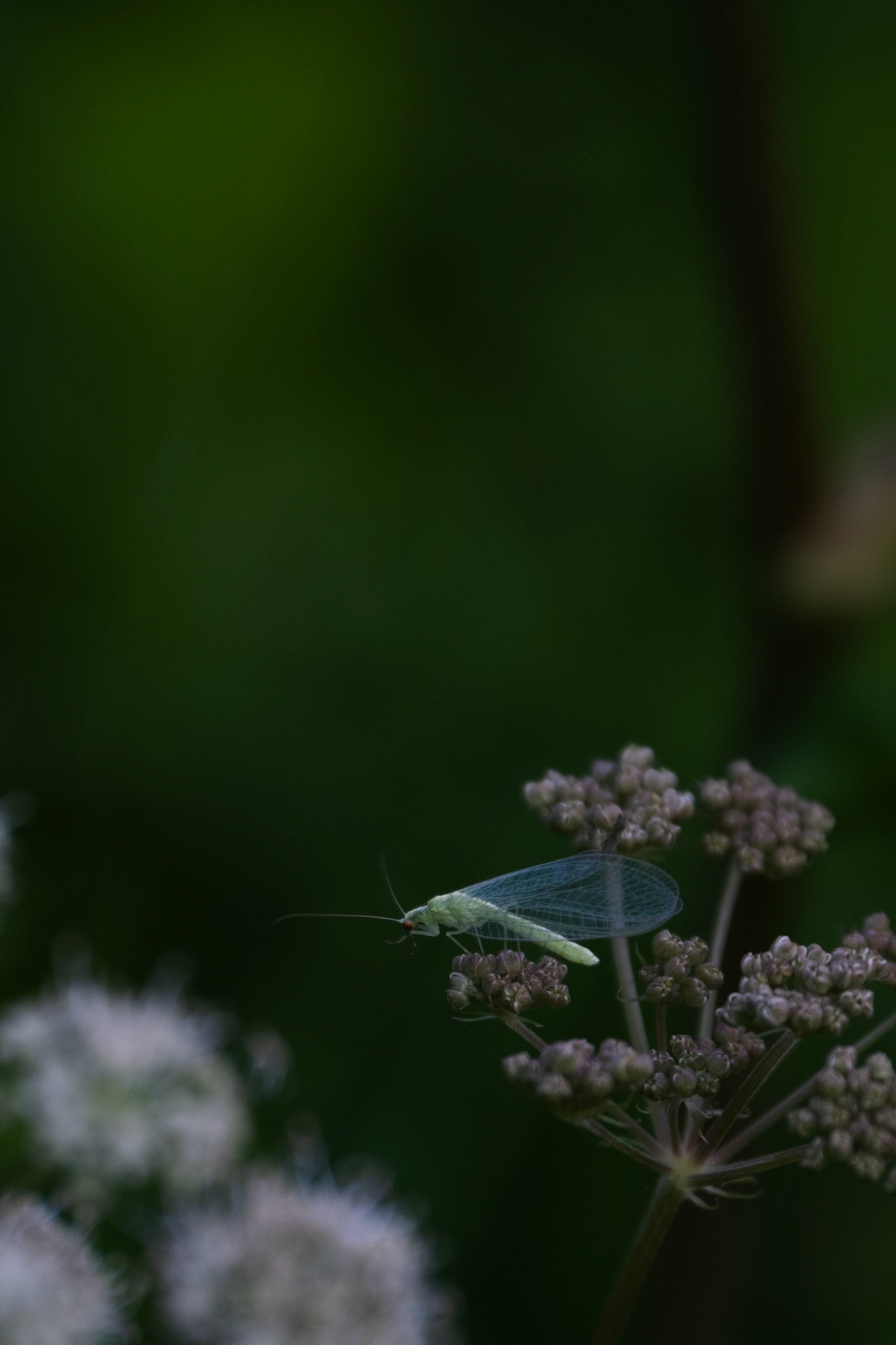 loodusfoto, putukas õiel
