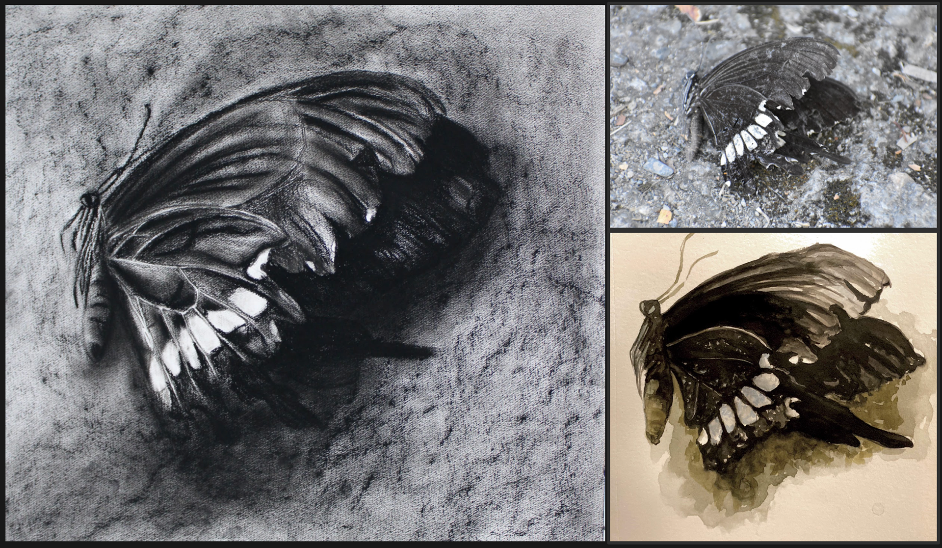 Dying Beauty: Photography, watercolour, charcoal