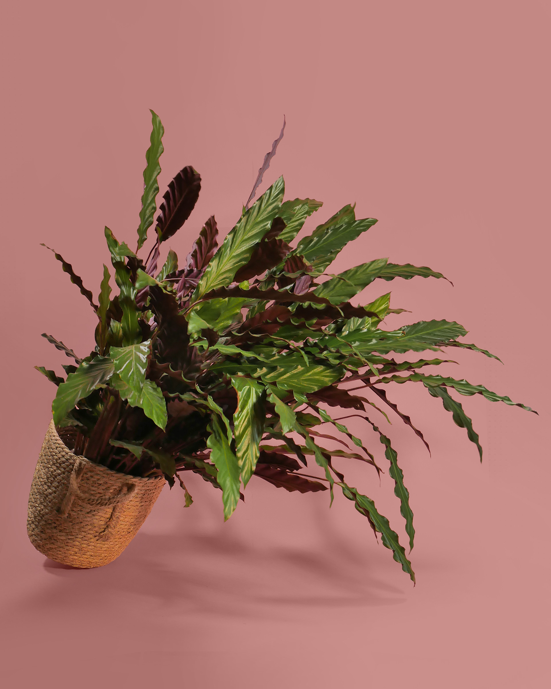 Client | my : : garden.