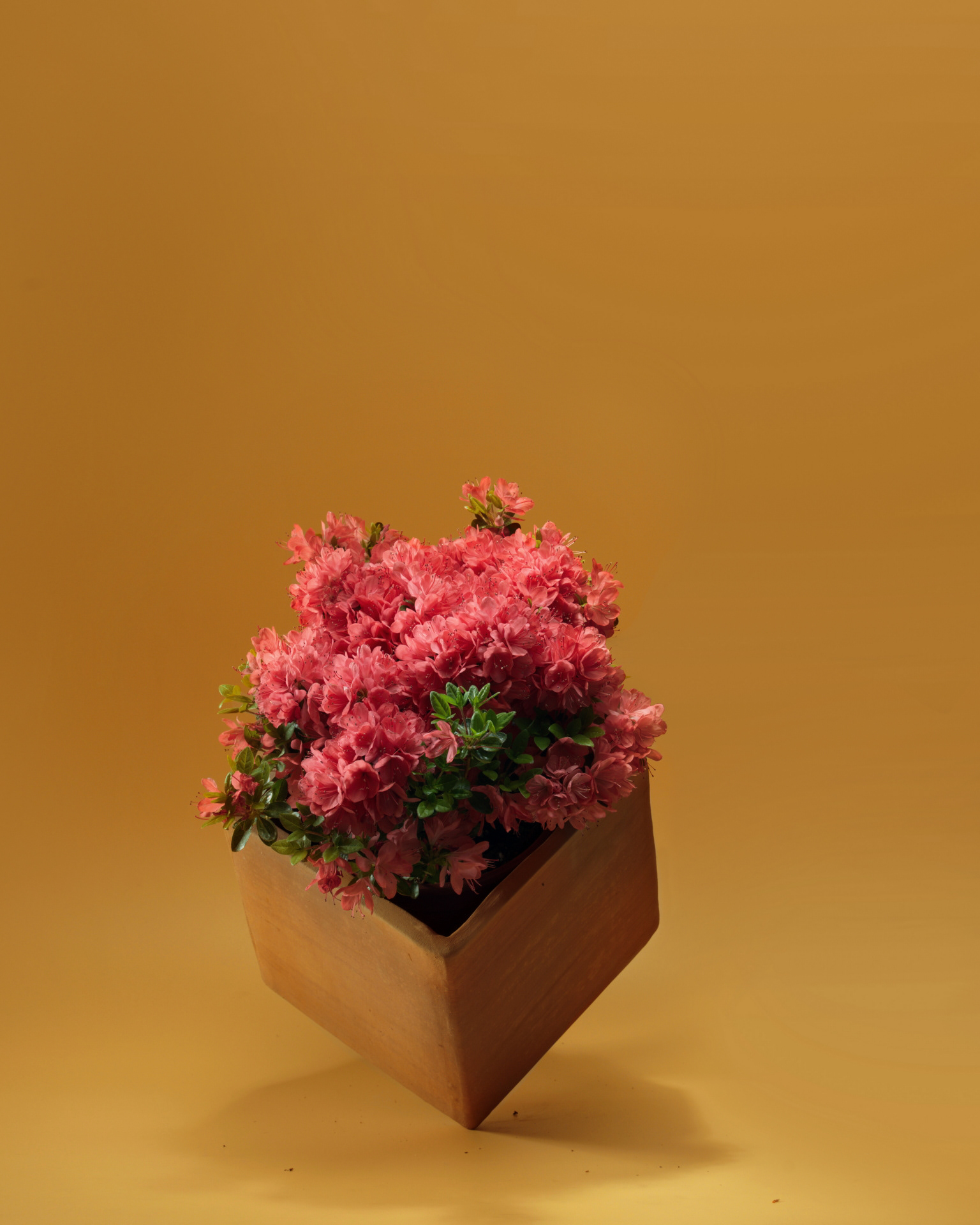 Client | my : : garden.