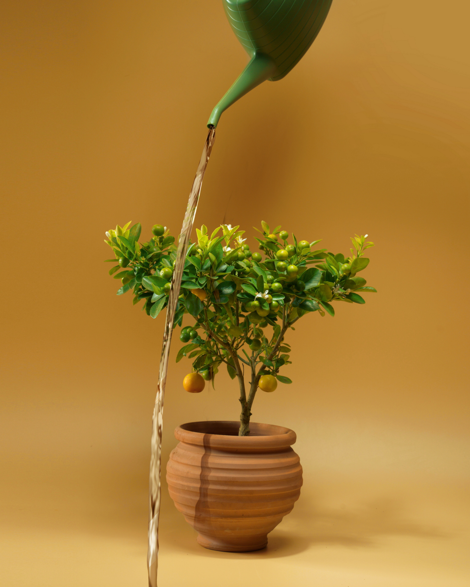 Client | my : : garden.