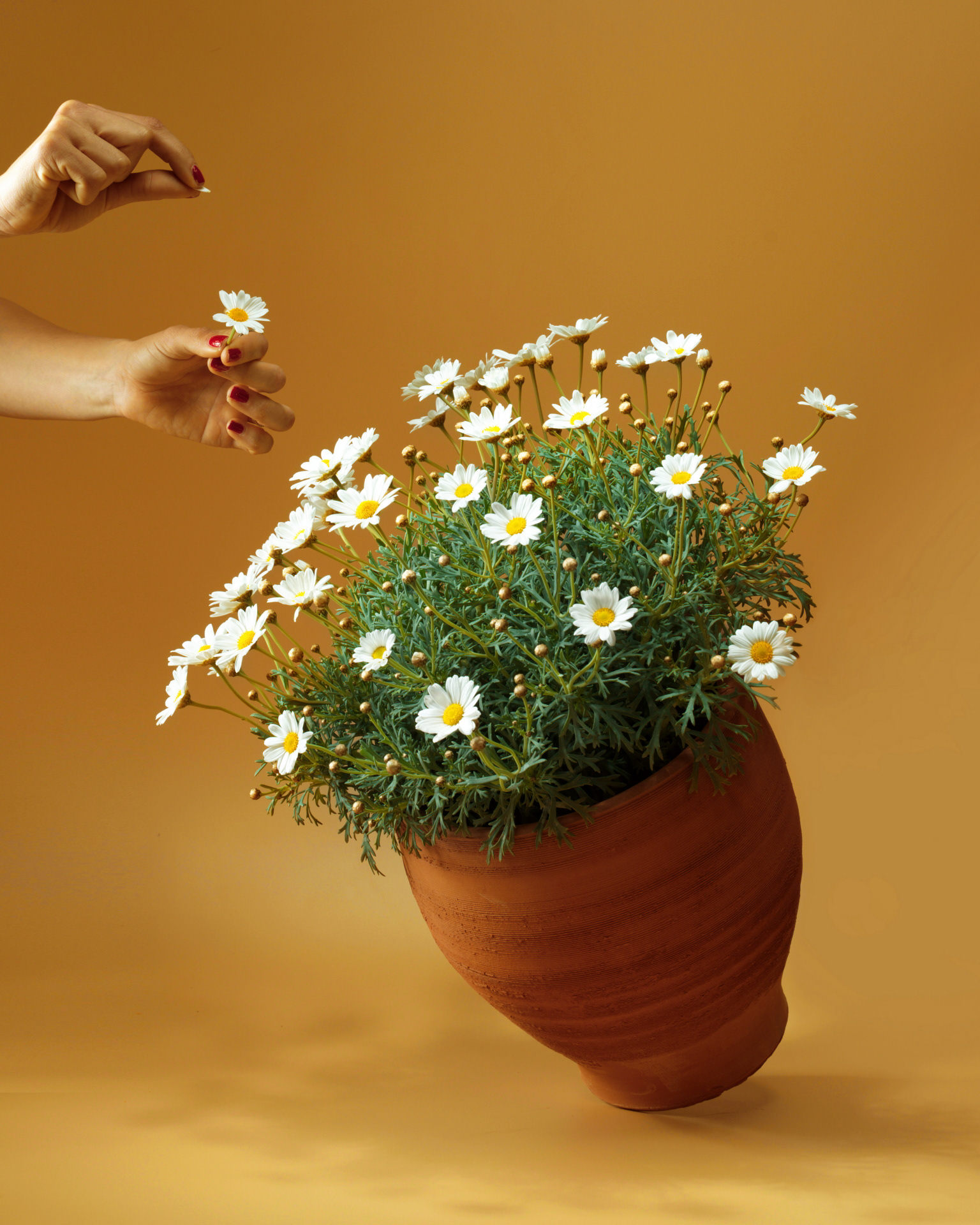 Client | my : : garden.