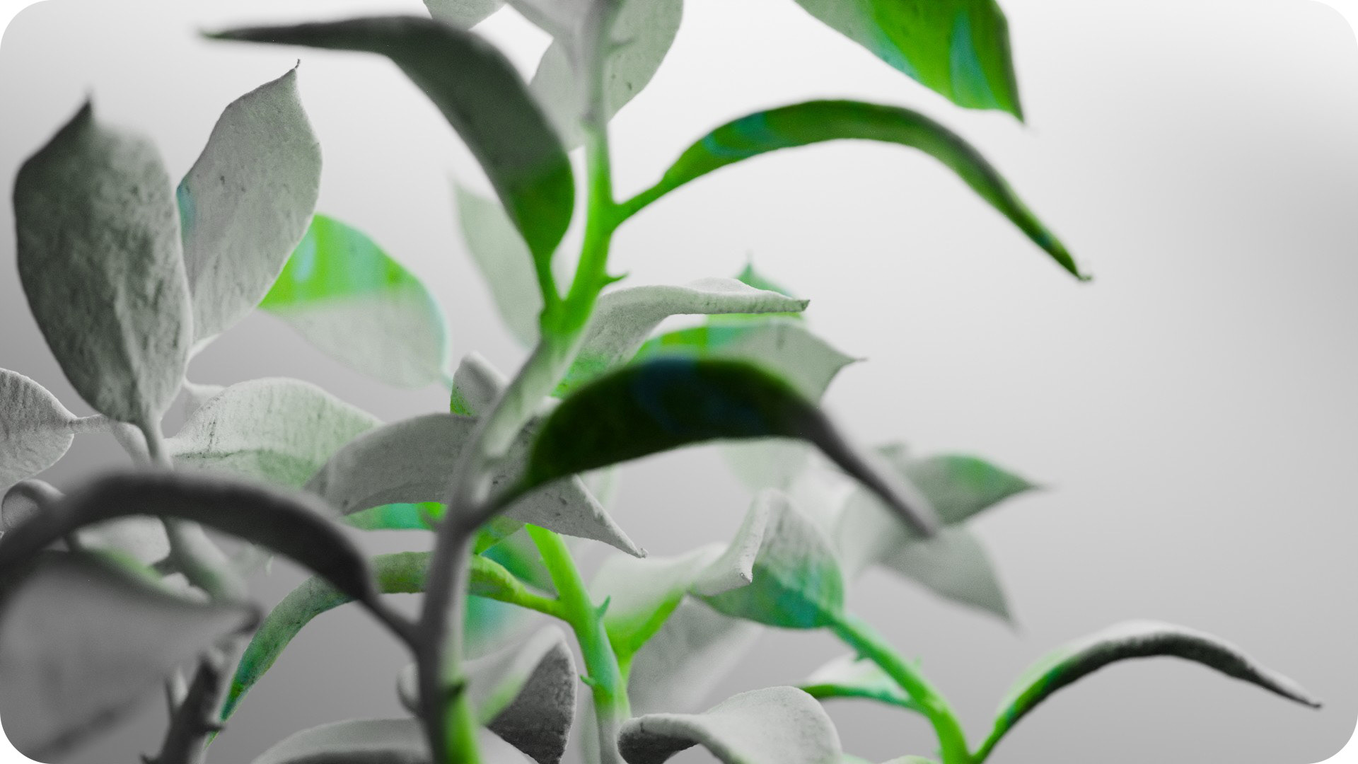 sculptural-growth-gallery