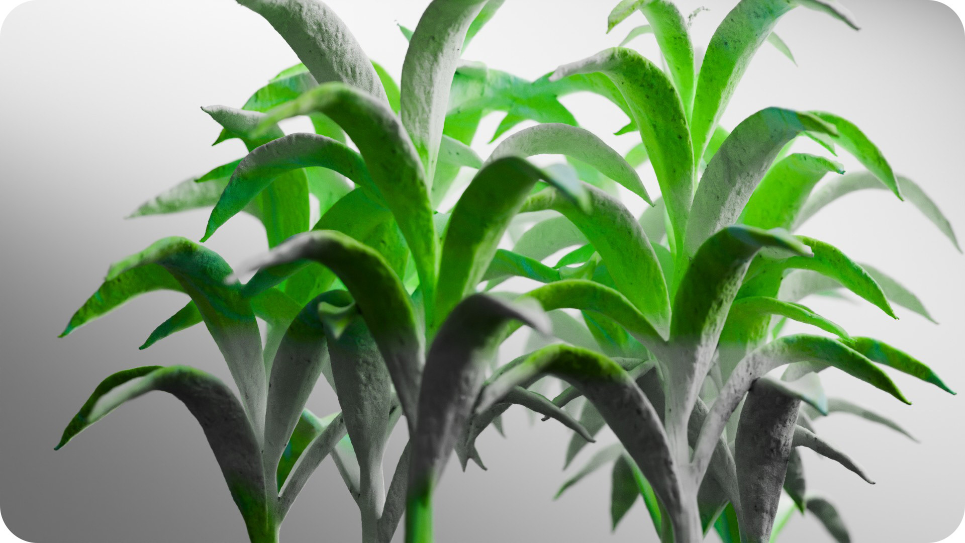 sculptural-growth-shot-3