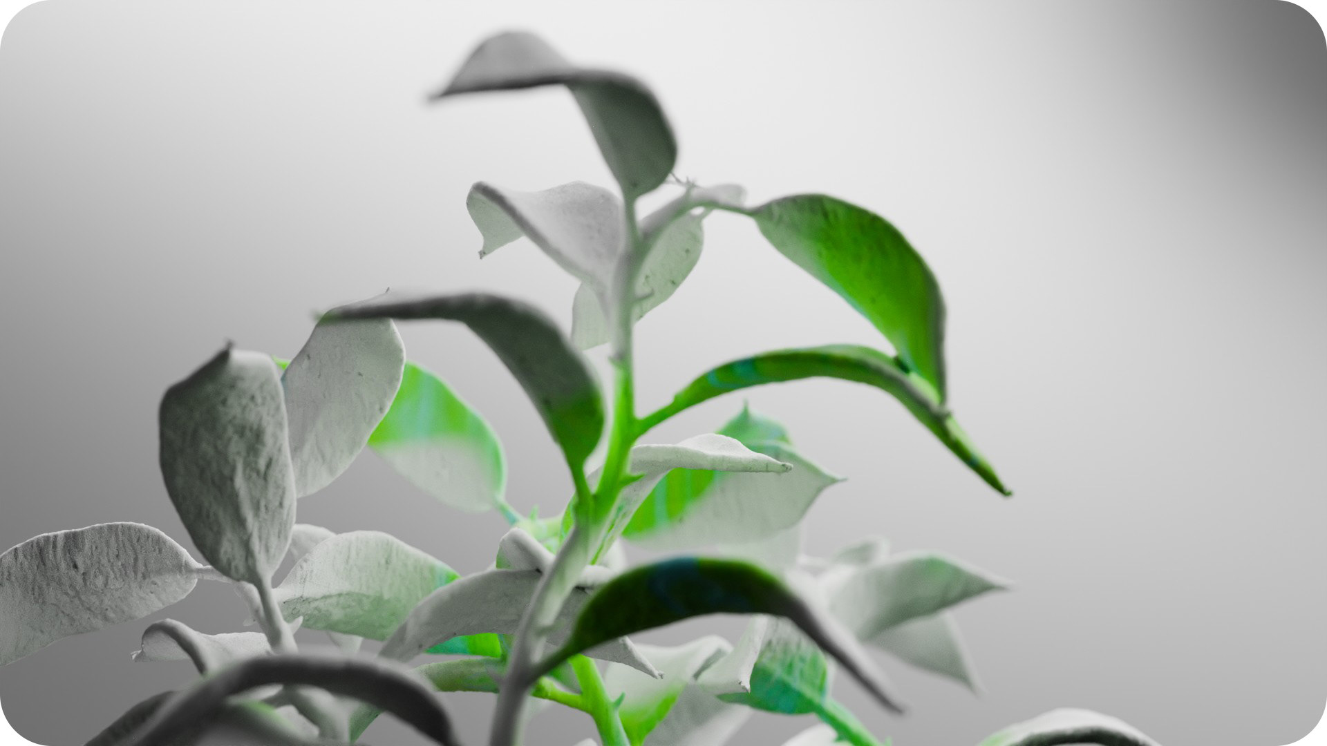 sculptural-growth-shot-4