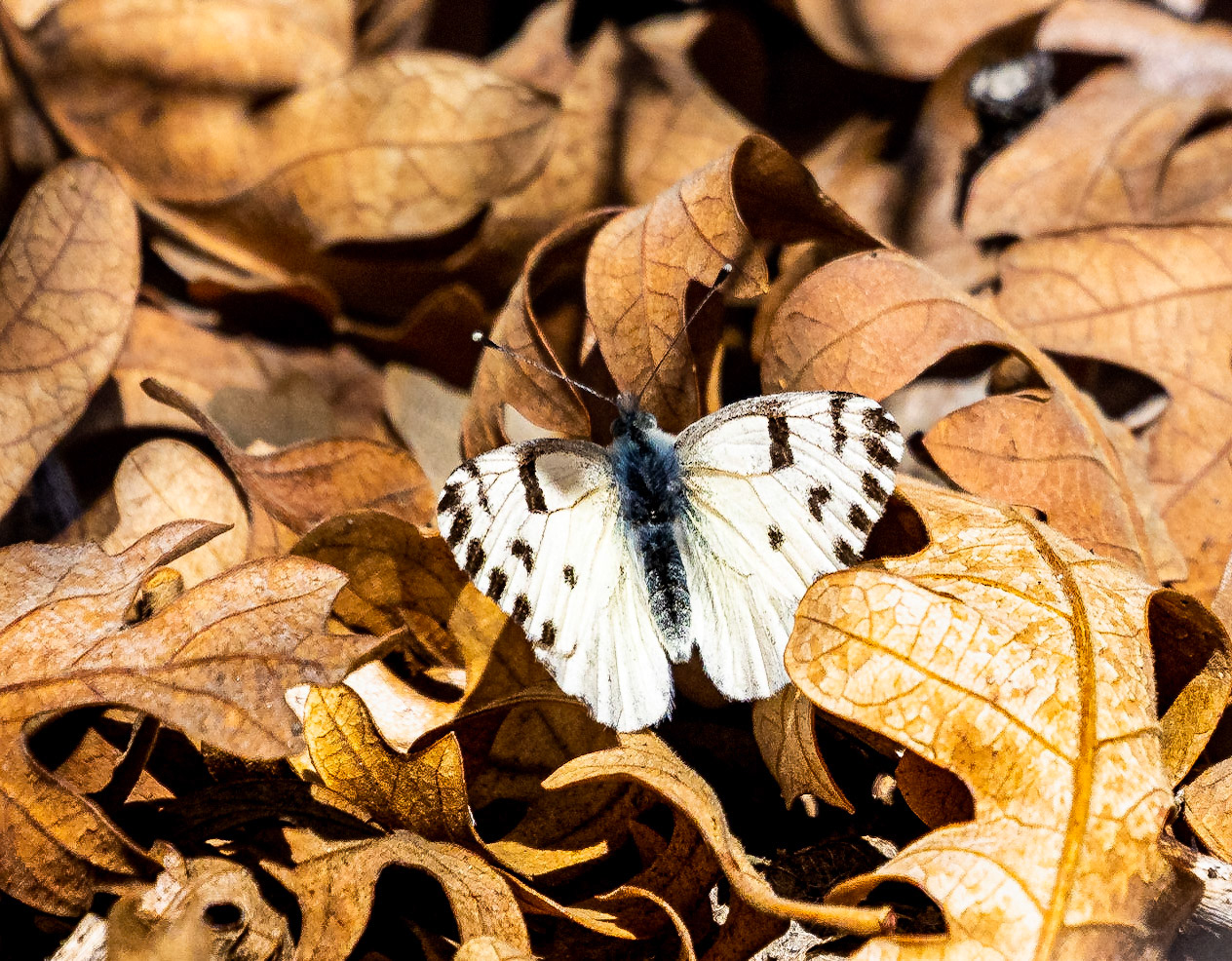 Checkered White - E Mesa, Zion, Utah, USA