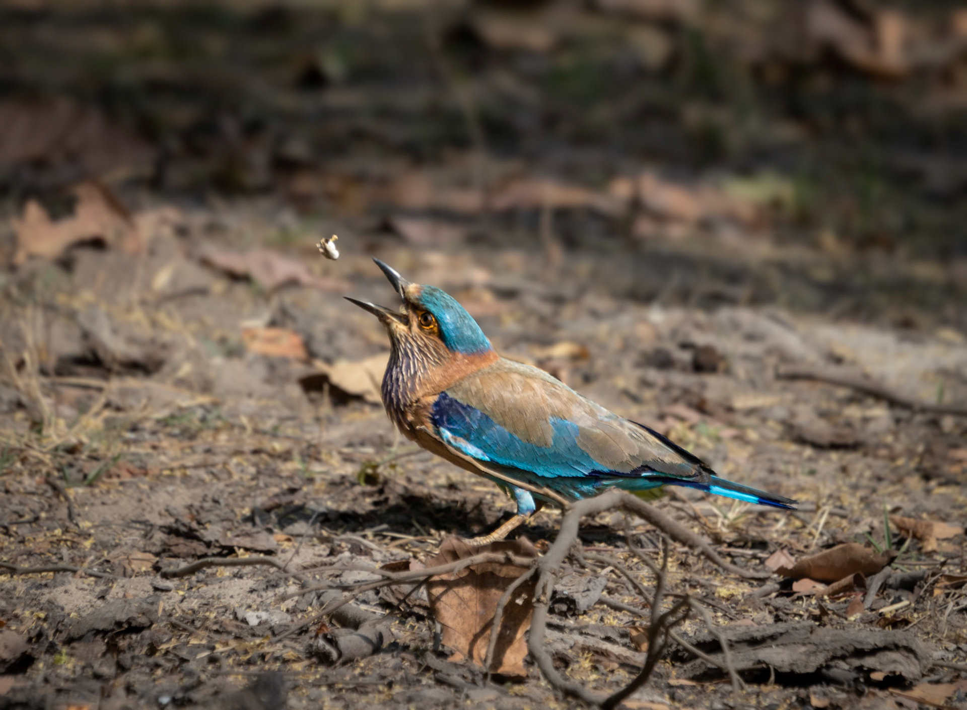 An Indian roller and its prey