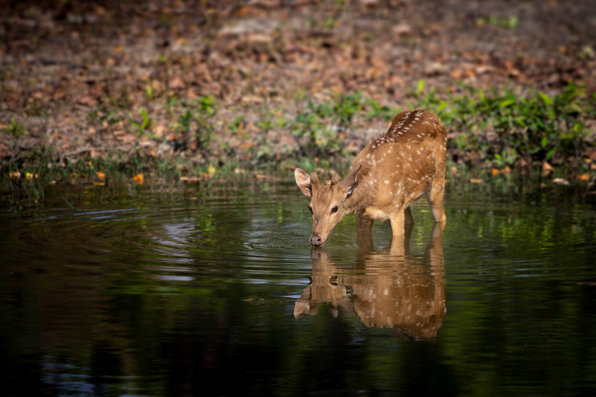Reflection