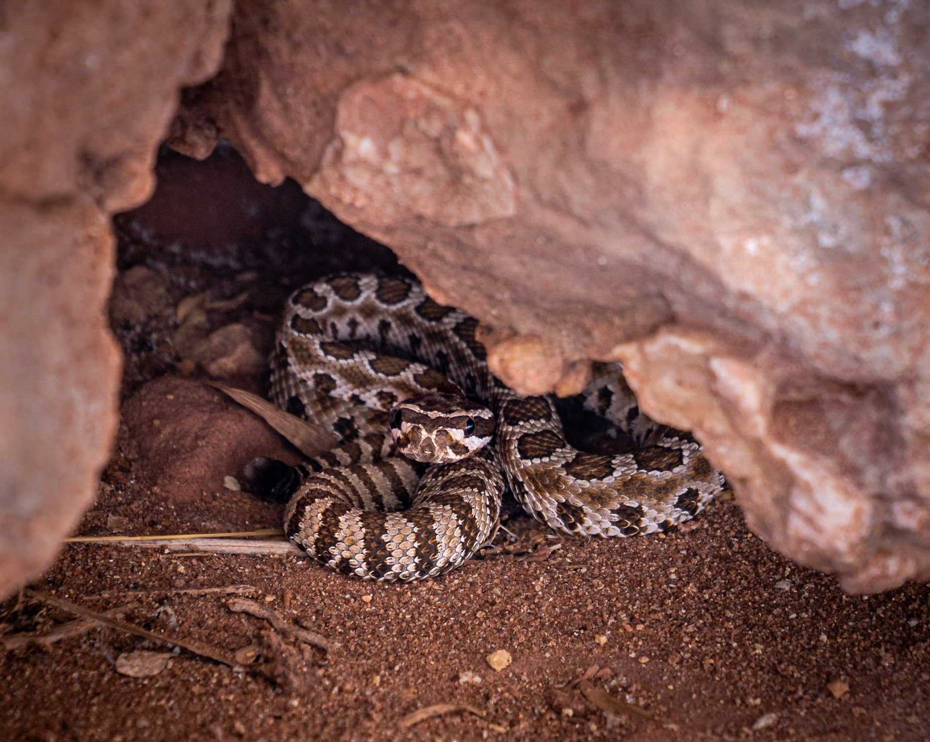 Baby rattlesnake