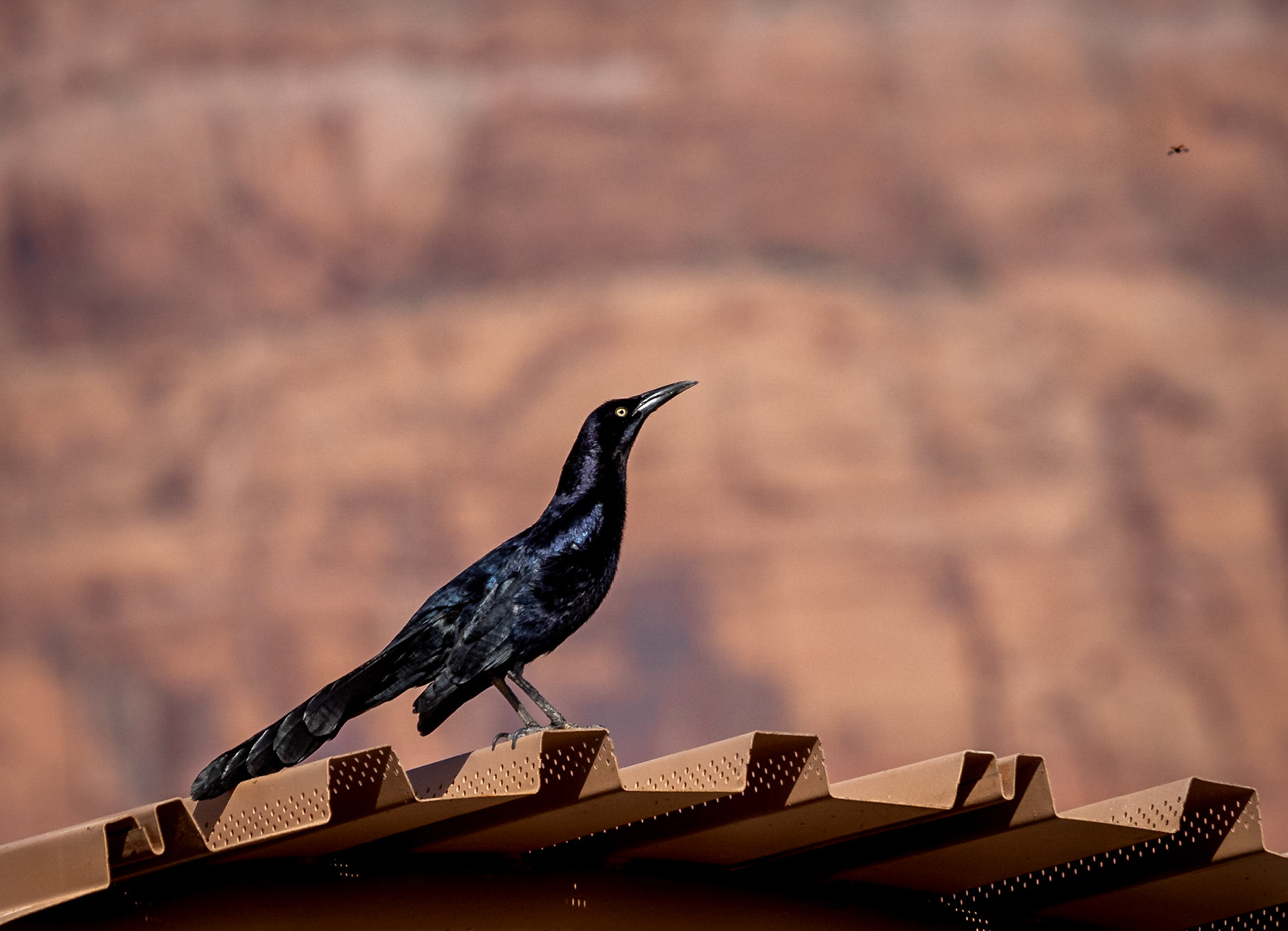 Great-tailed Grackle on the hunt