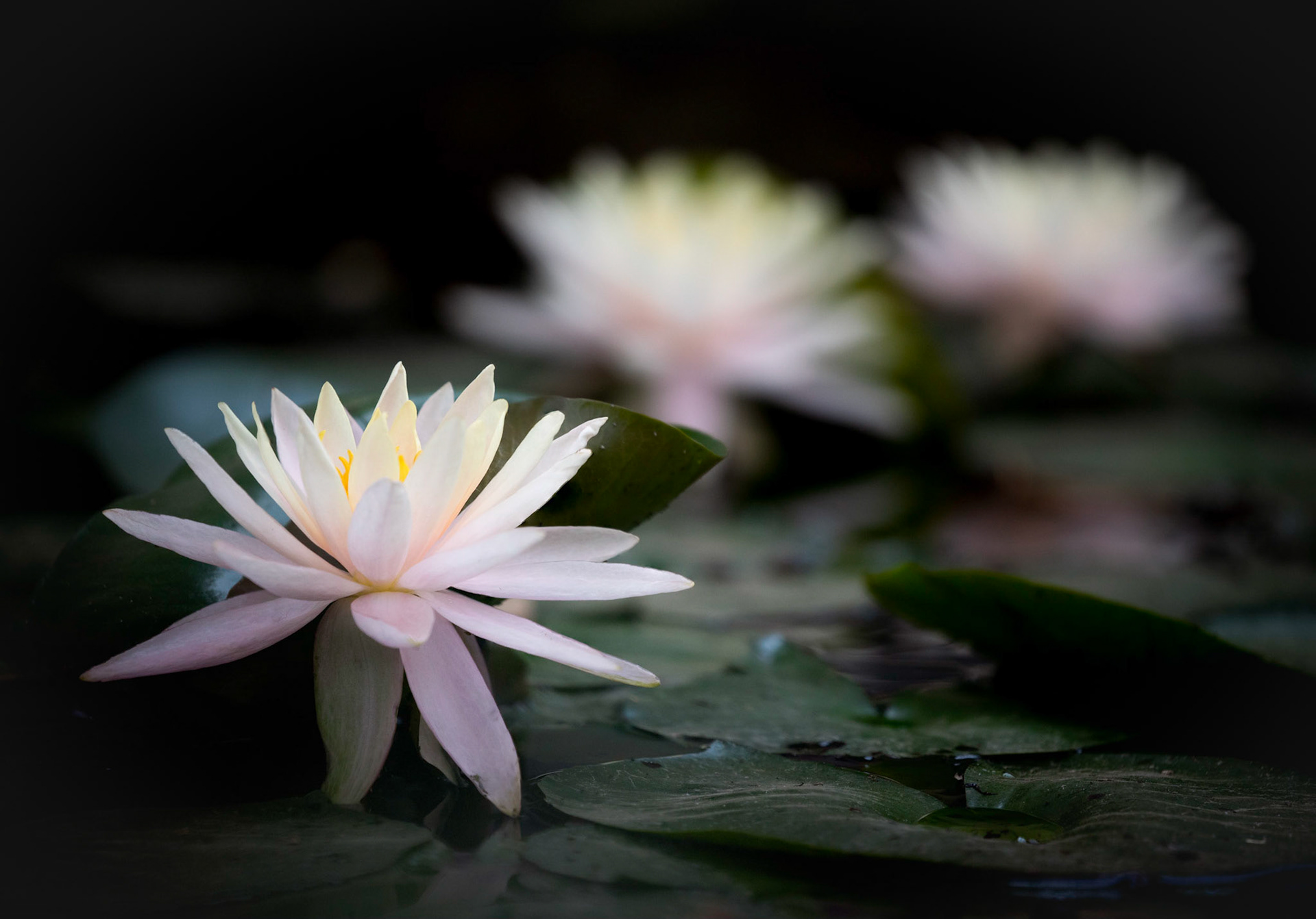 Lillies ad infinitum