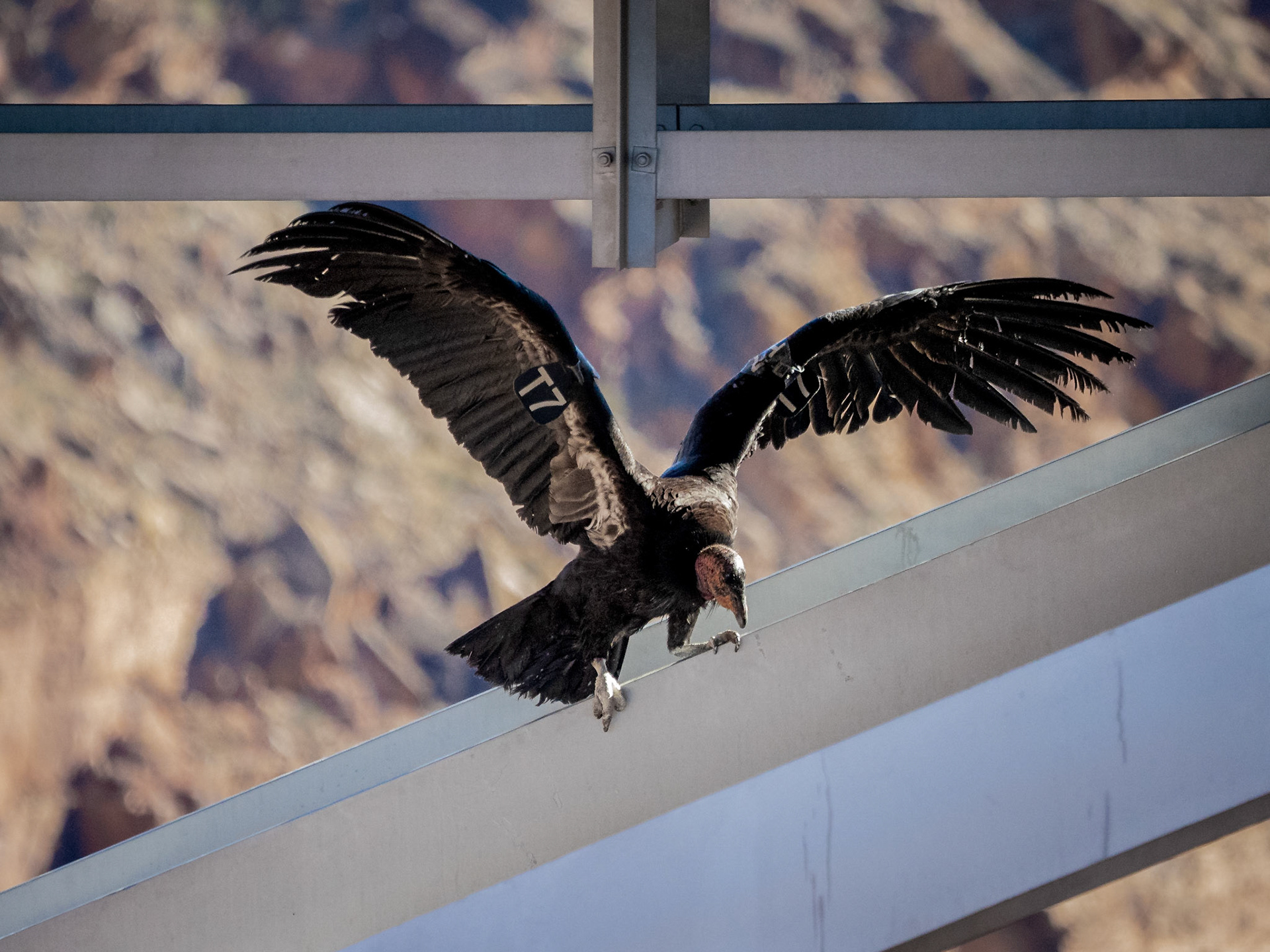 California condor