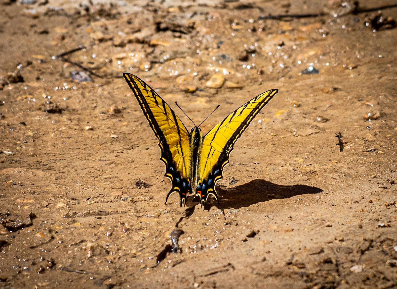 Two-tailed Swallowtail - Willis Creek, Grand Staircase, Utah, USA