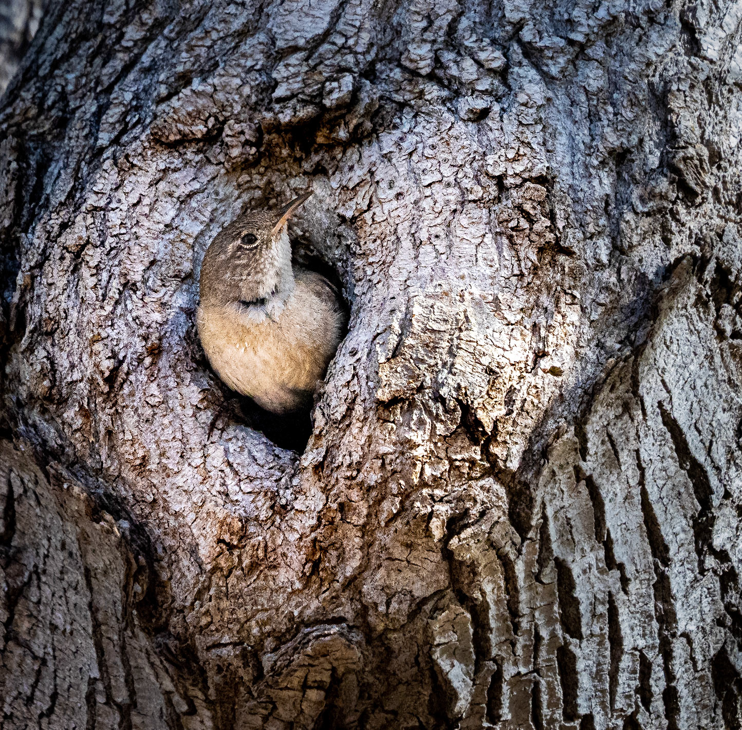 Peeking out