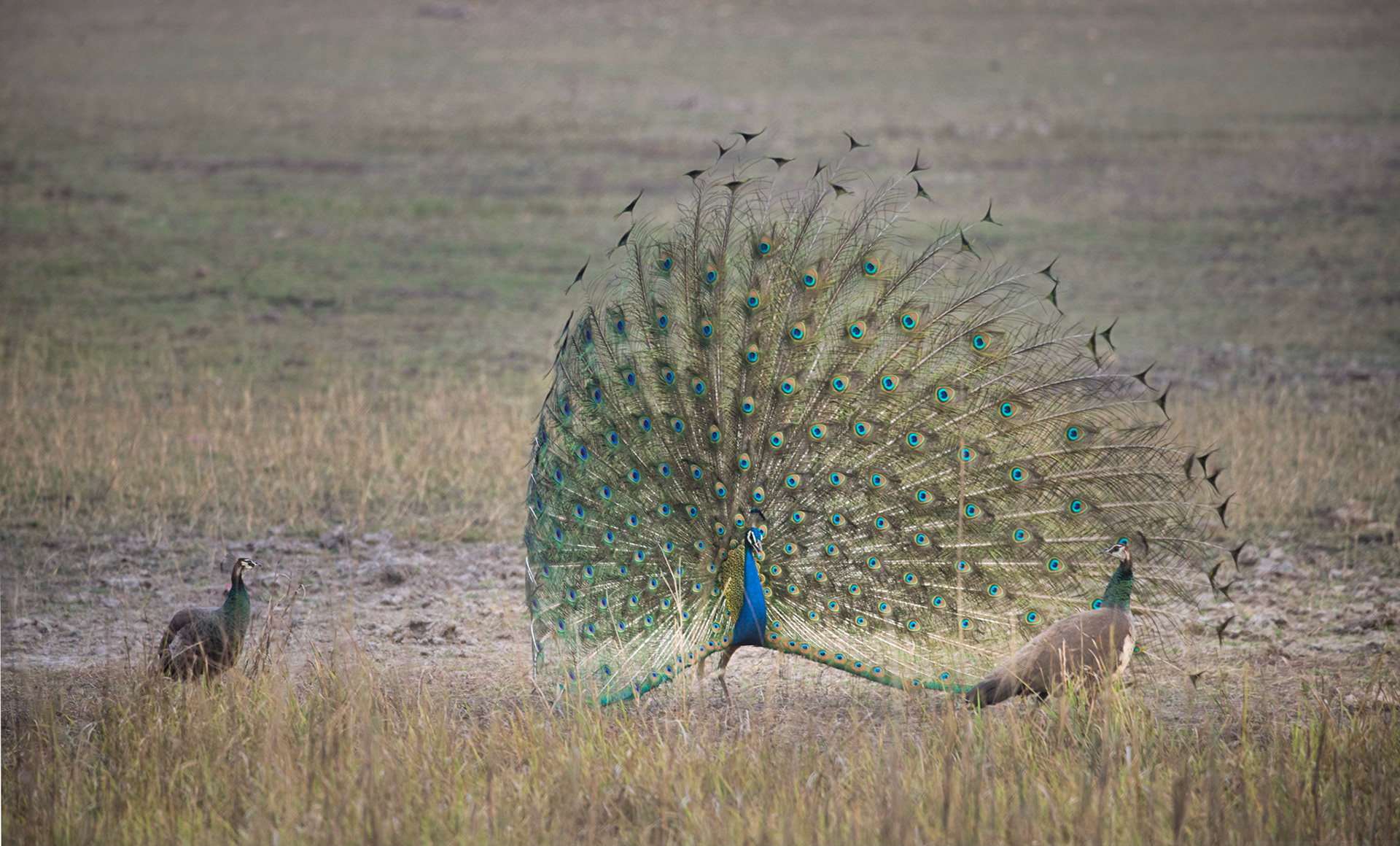 A peahen in the process of being thoroughly unimpressed
