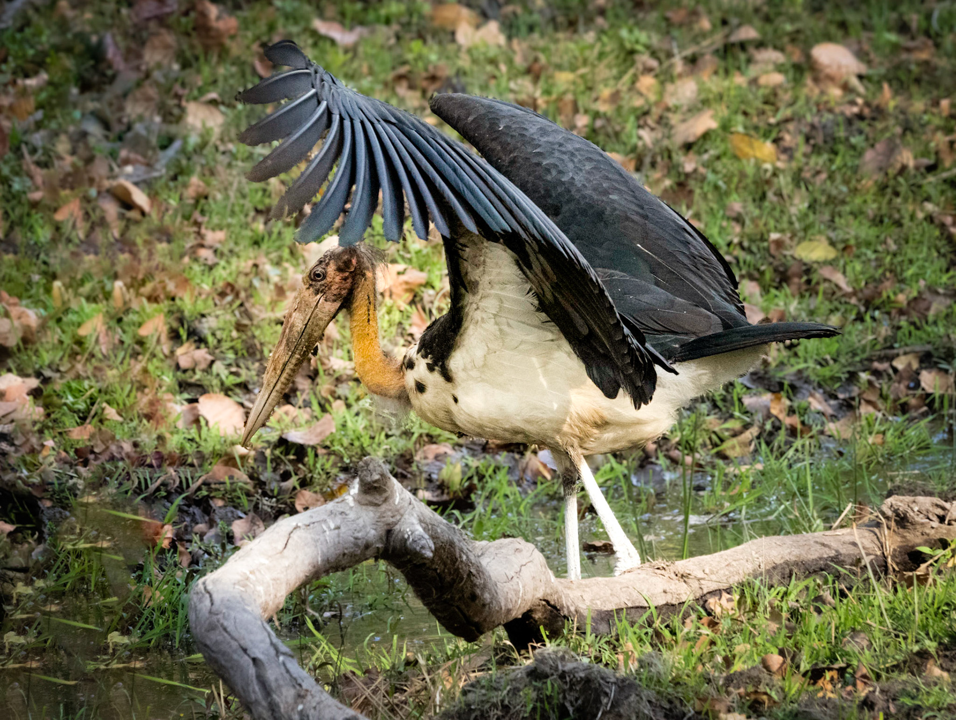 The lesser adjutant stork's name is only slightly shorter than its wingspan