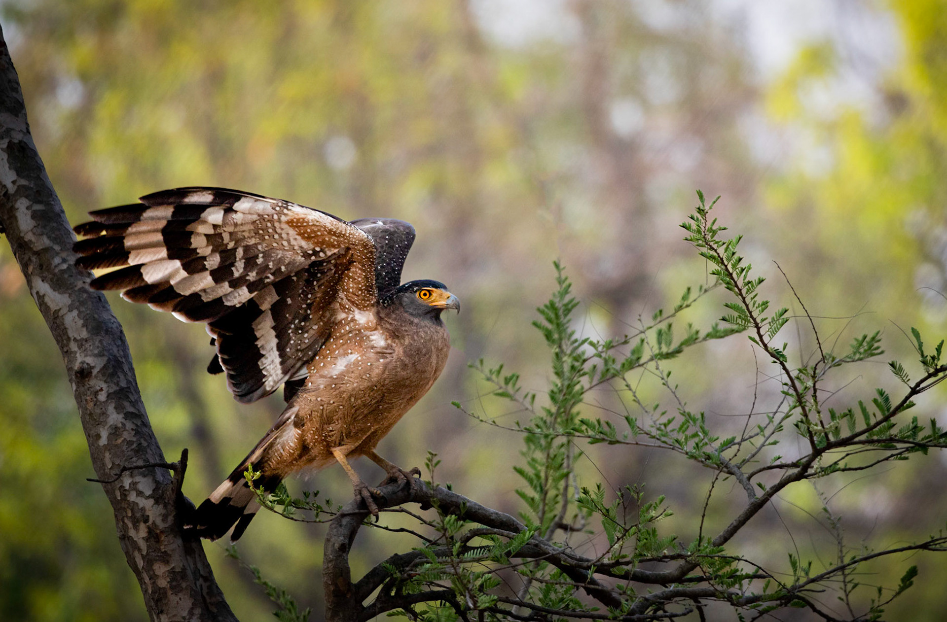 A serpent eagle spreads its wings