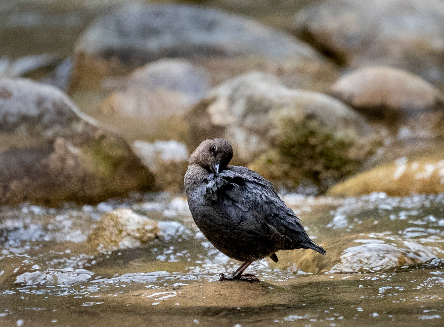 An American Dipper preens itself
