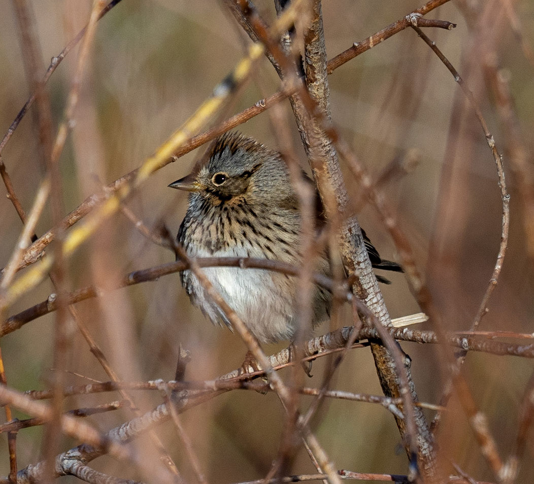 Sparrow