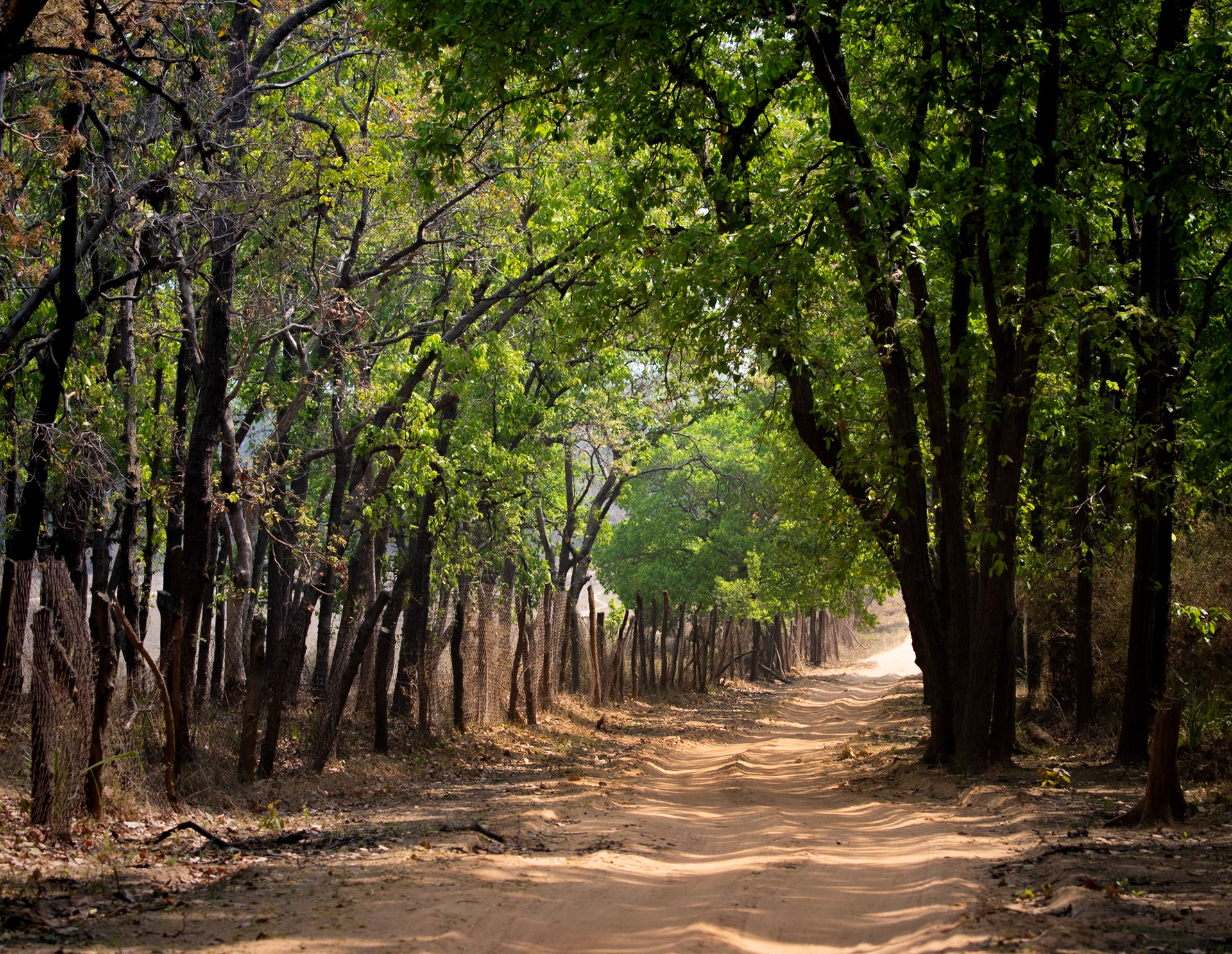 Exiting Bandhavgarh