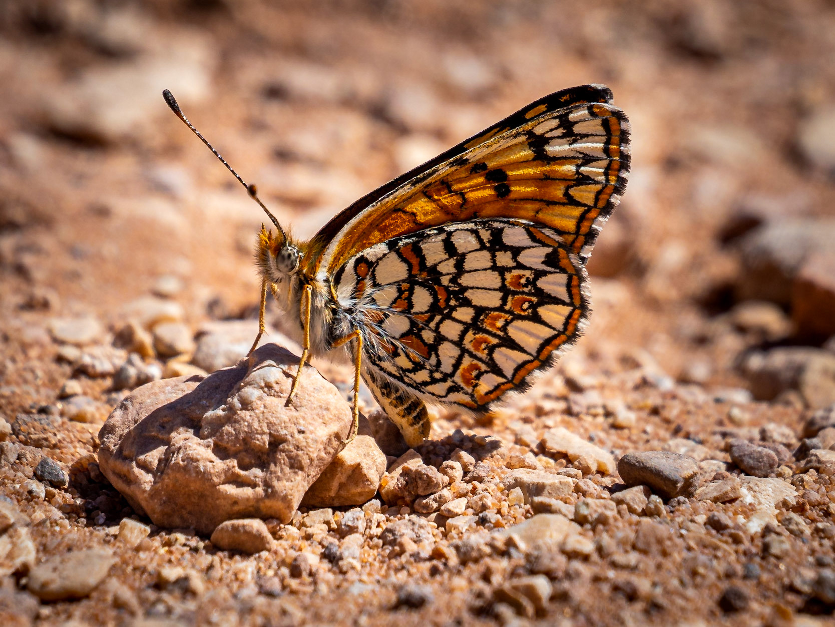 Sagebrush Checkerspot - Wire Pass, Vermillion Cliffs, Arizona, USA
