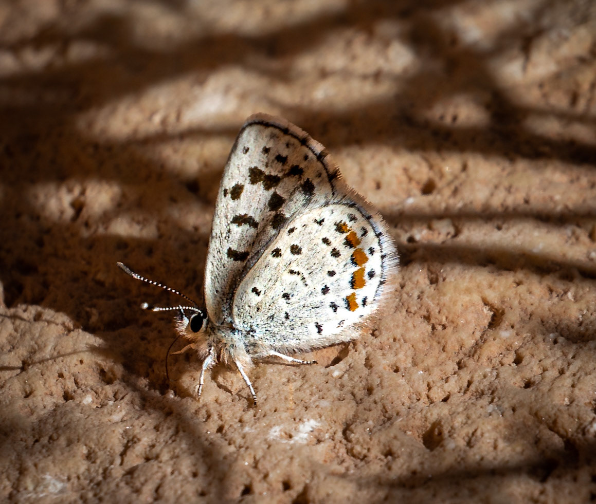 Acmon Blue - Wire Pass, Vermillion Cliffs, Arizona, USA