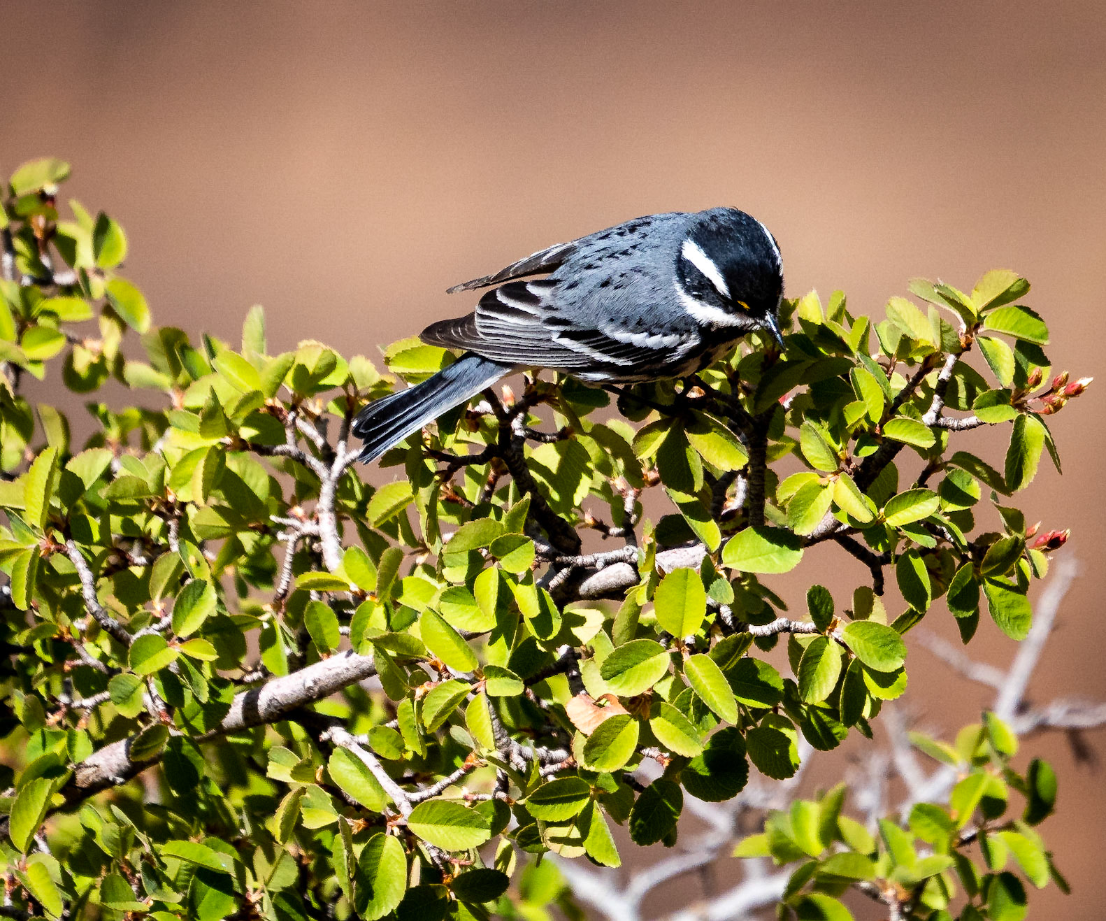 Chickadee
