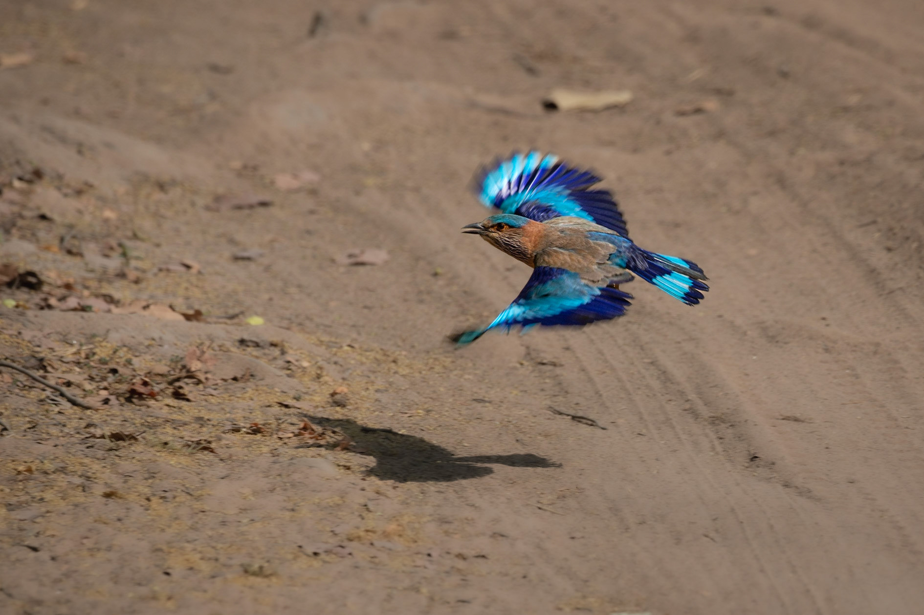 An Indian roller takes flight