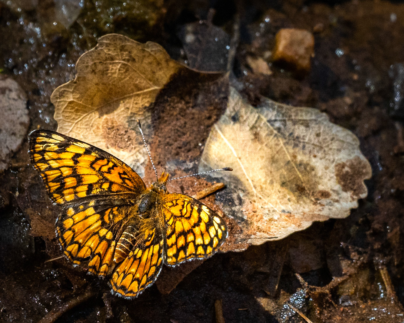 Sagebrush Checkerspot - Emerald Pool, Zion, Utah, USA