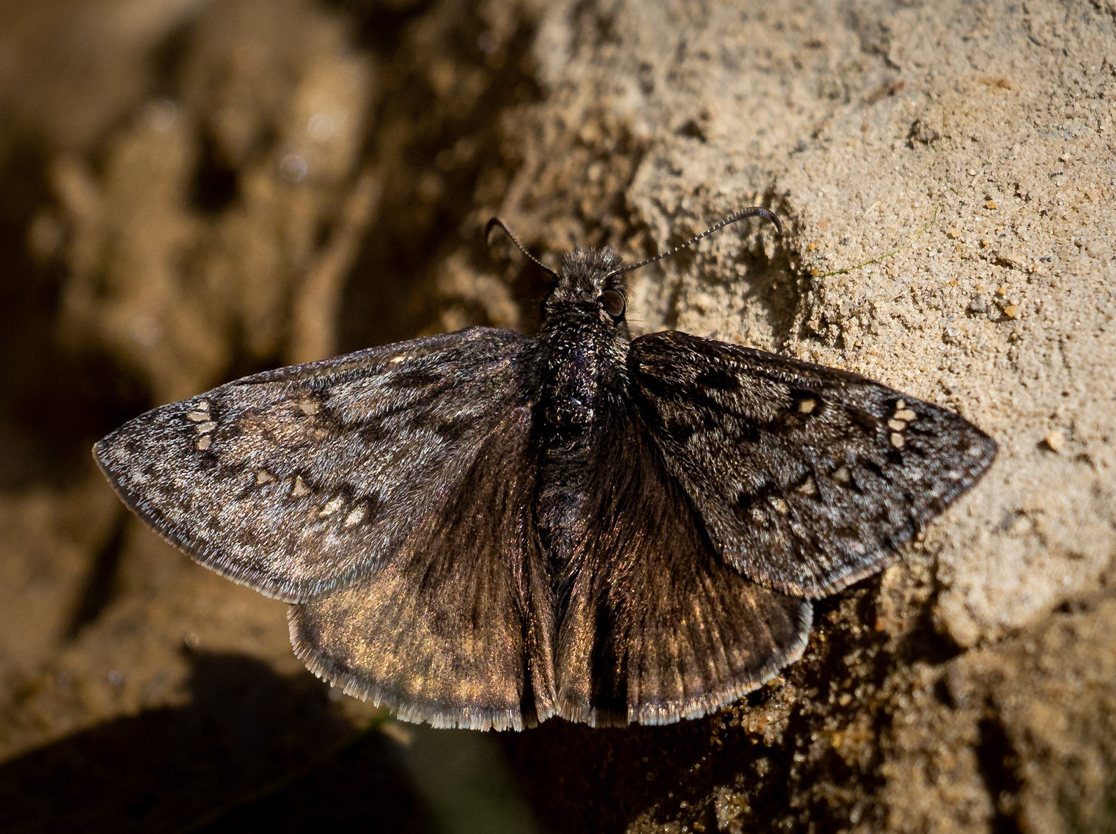Duskywing - The Narrows, Zion, Utah, USA