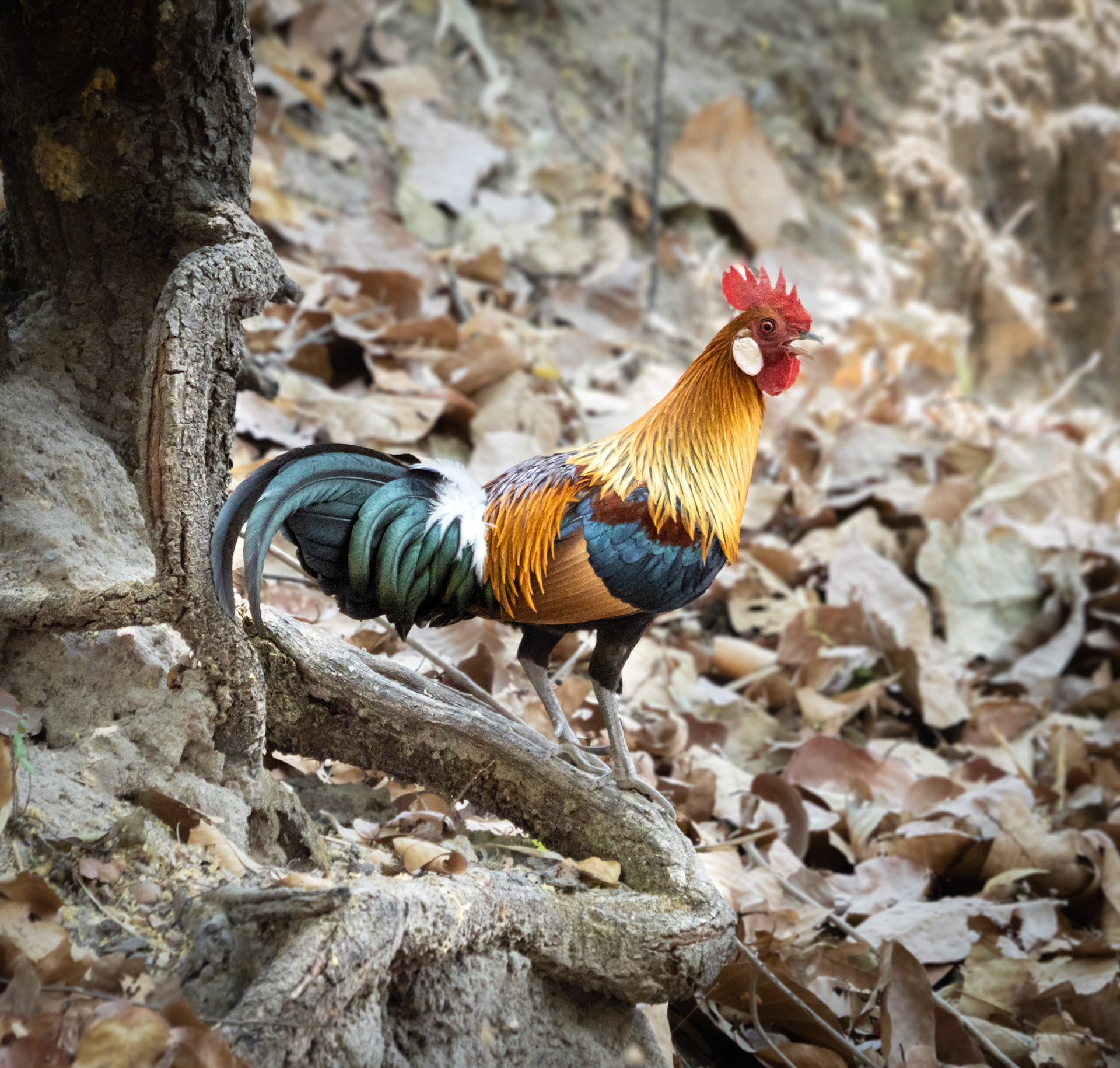 The colorful junglefowl is a bit shy