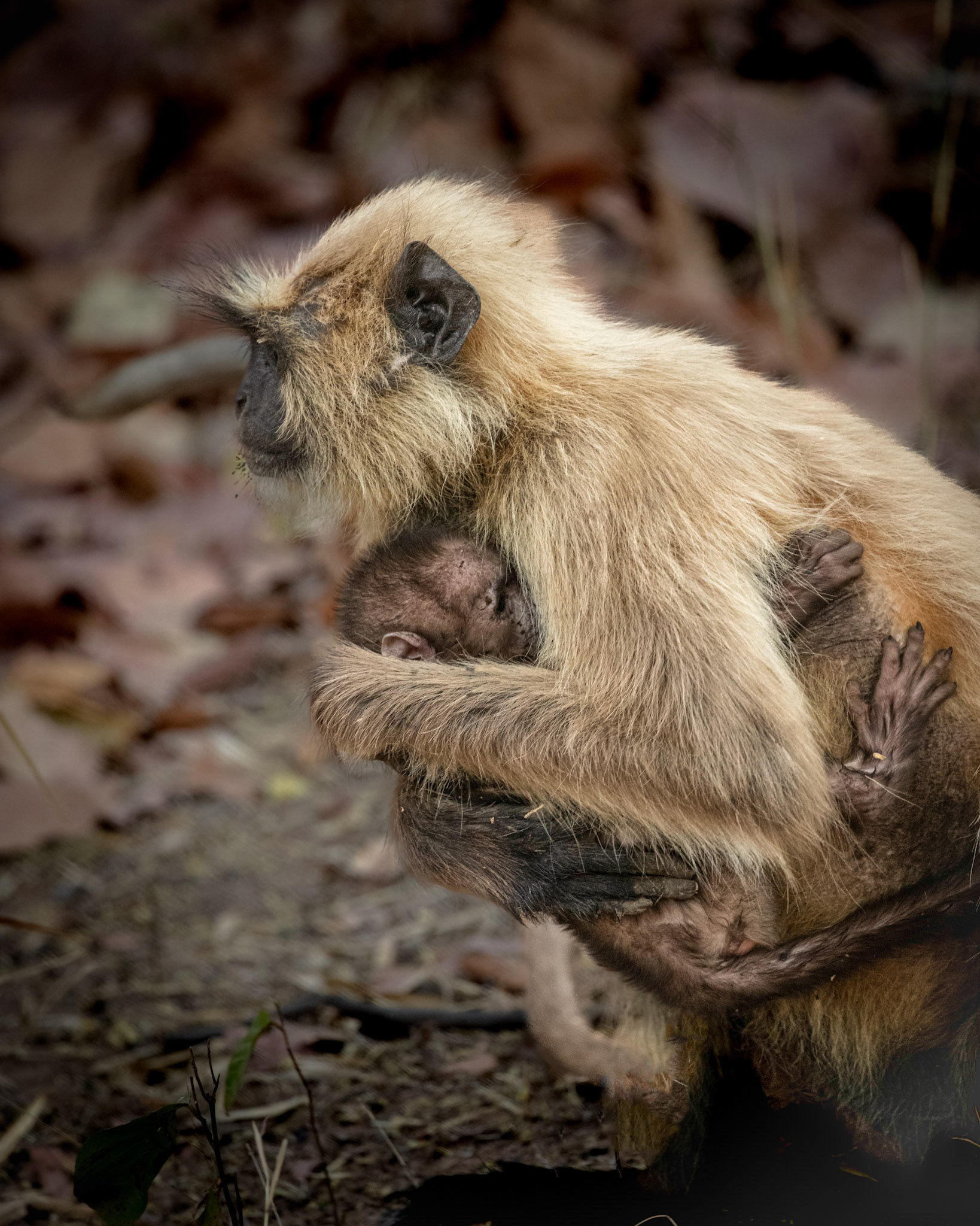 Motherly love