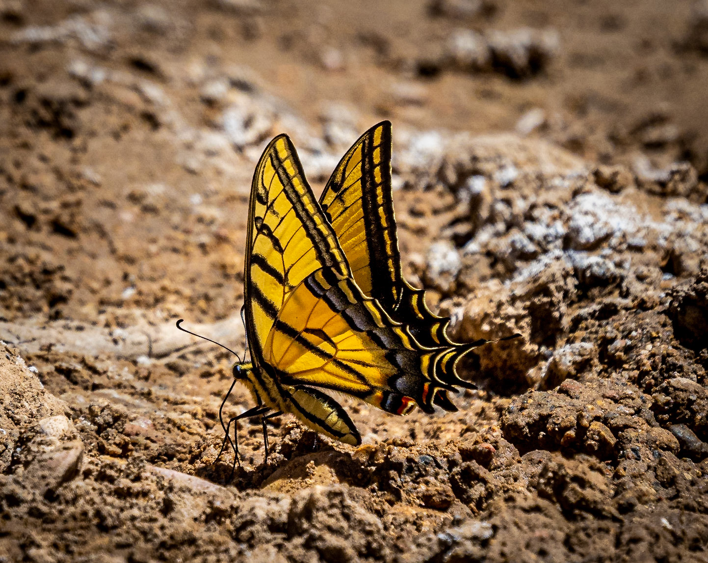 Tiger Swallowtail