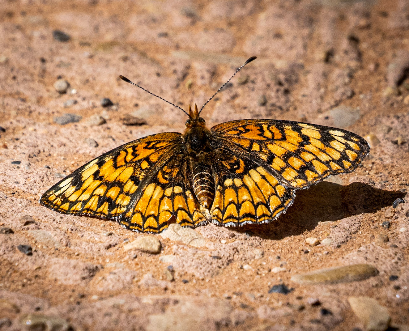 Sagebrush Checkerspot - Emerald Pool, Zion, Utah, USA