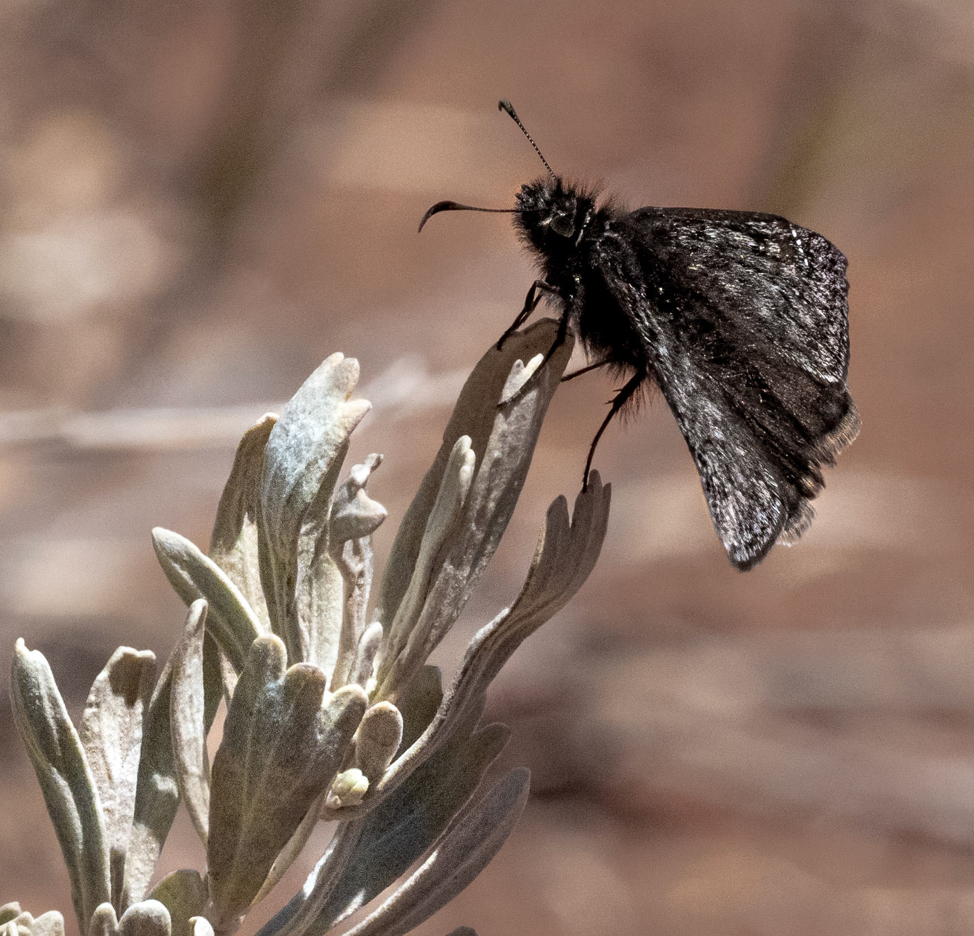 Duskywing - E Mesa, Zion, Utah, USA
