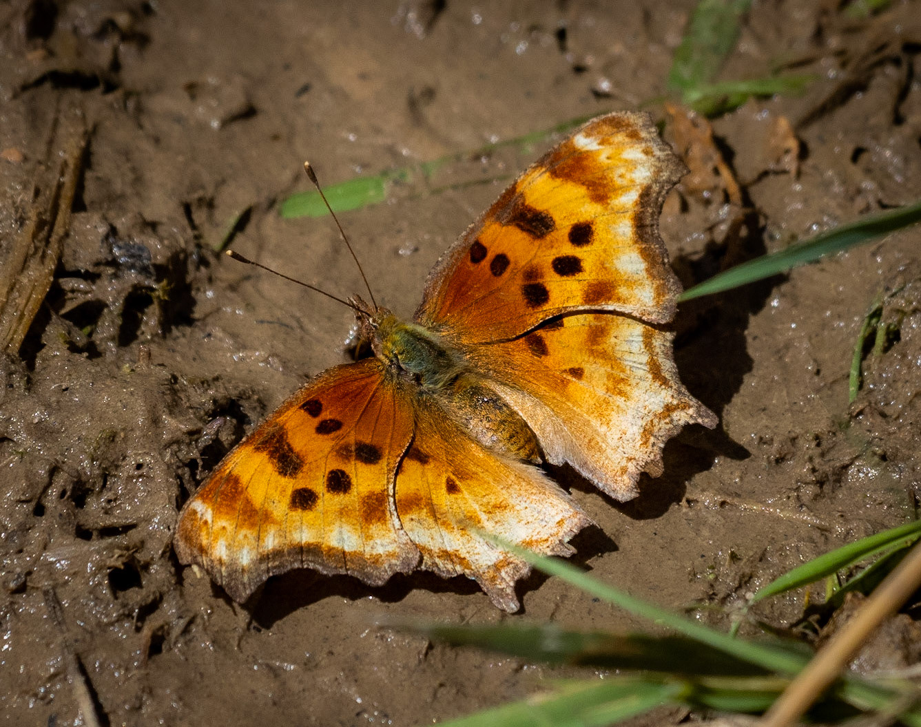 Hoary Comma - The Narrows, Zion, Utah, USA