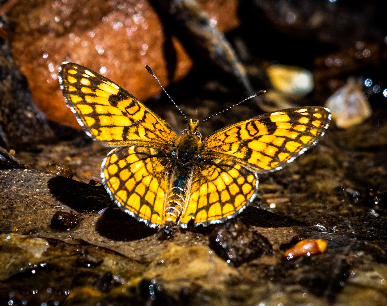Sagebrush Checkerspot - Emerald Pool, Zion, Utah, USA