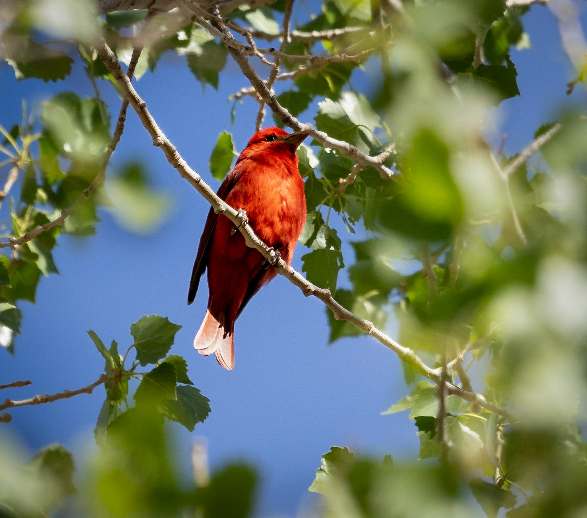 Summer Tanager