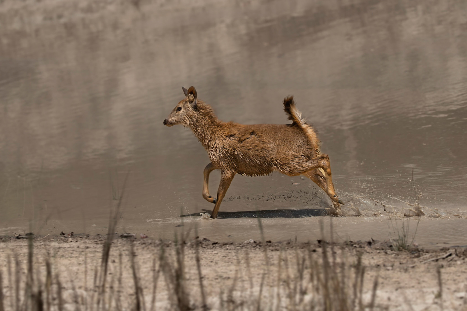 A sambar getting its feet wet