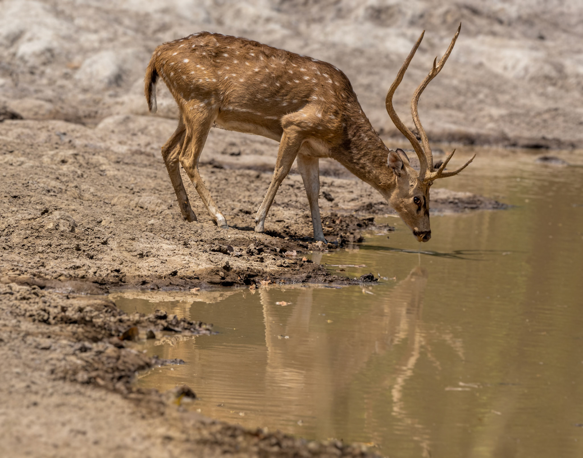 A cautious drink