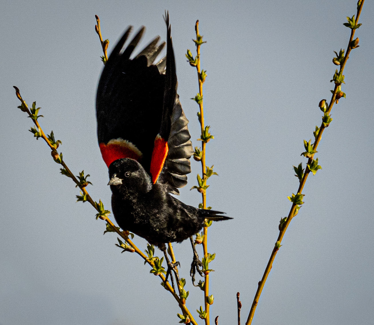 Red-Winged Blackbird